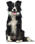 Buy ConAir in Sarasota, FL from Holistic For Pets ConAir Sarasota Florida